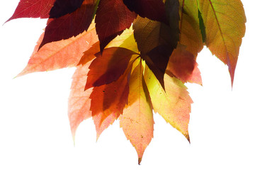 Wall Mural - Autumn leaves on white background