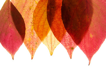 Wall Mural - Autumn leaves on white background