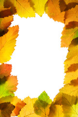 Wall Mural - Frame of autumn leaves on white background (hawthorn)