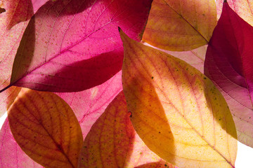Wall Mural - Colorful background of autumn leaves