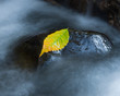 Bright autumn leaf on a rock in the fast flowing stream