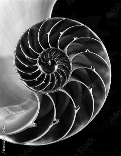 17 019 Nautilus Shell Wall Murals Canvas Prints Stickers Wallsheaven