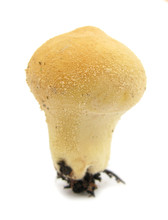 Puffball Mushroom Lycoperdon Perlatum On White