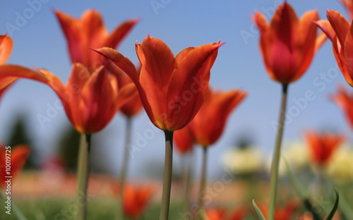 Tapeta ścienna Czerwone tulipany