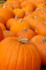 pumpkin patch