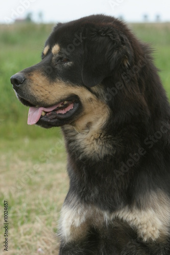 Portrait Du Dogue Du Tibet De Profil Buy This Stock Photo - 