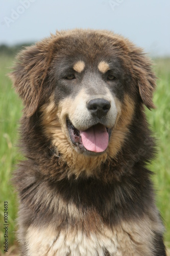 Dogue Du Tibet Portrait Dun Gentil Chien Buy This Stock