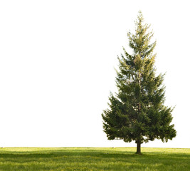 Wall Mural - single fir and grass on white