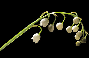 Canvas Print - lily-of-the-valley isolated on black