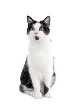 Black And White Cat Isolated On White