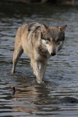 wolf in water