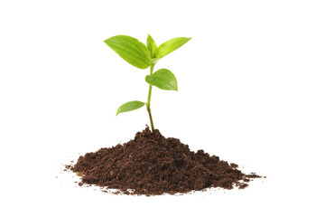Wall Mural - young plant
