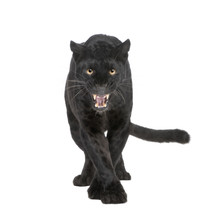 Black Leopard (6 Years) In Front Of A White Background