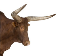 Ankole-Watusi In Front Of A White Background