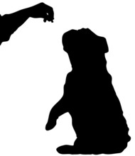 Silhouette Of English Bulldog Sitting Up Begging For A Treat