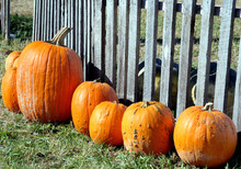 Six Fresh Picked And Dirty Pumpkins In Front Of A Rustic Fence.