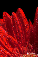 Close Up Photo Of The Red Gerber Flower