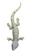 Tokay gecko - Gekko gecko in front of a white background