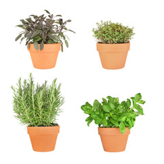 Poster - Rosemary, Basil, Sage and Thyme Herbs