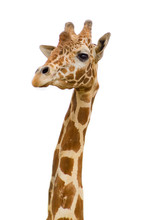 Giraffe Face In Zoo  Isolated Background