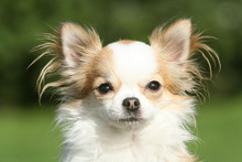 Portrait Douceur D'un Chihuahua à Poil Long