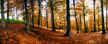 An Iomage Of Yellow Tree In Autumn Forest. Panorama