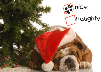 Wall Mural - nice bulldog wearing santa hat under christmas tree...