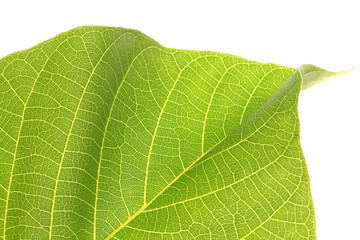 green leaf