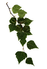 Wall Mural - Birch branch isolated on white background