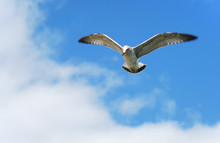 Seagull In The Sky