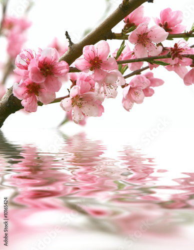 Fototapeta na wymiar peach flowers and reflection over white