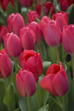 Fototapeta Tulipany - Red/Pink Tulips in a group