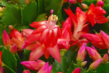 Canvas Print - Weihnachtskaktus - Christmas cactus 03