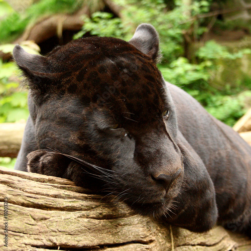 Sleeping black jaguar, (Bagheera from Jungle book?) Poster
