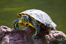 Green And Yellow Turtle Sunning It's Self On A Rock