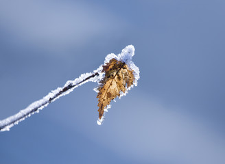 Wall Mural - Frozen leaf against blue natural background. Shallow DOF..