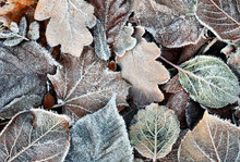 Frozen Leaves