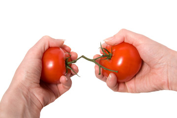 hands breaking fasten tomato isolated on white background