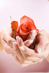 Wall Mural - Beautiful hands with French manicure. Low DOF, focus on rose