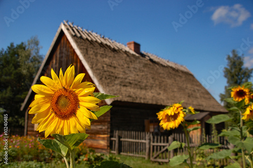 Fototapeta na wymiar Sunflower in front of old cottage house