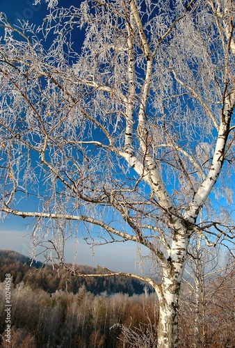 Board z aluminiowym obramowaniem Rymować na brzozie w zimie