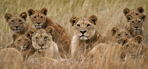 Family of African Lions looking very alert