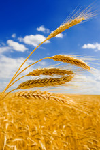 Golden Wheat In The Blue Sky Background.