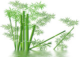 Fototapeta Sypialnia - bamboo et ambiance aquatique