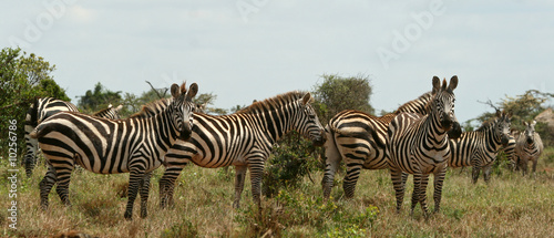 Obraz na płótnie canvas Zebra stepowa (equus burchelli), laikipia, kenia