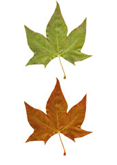 two leaves of a tree in green and brown colors