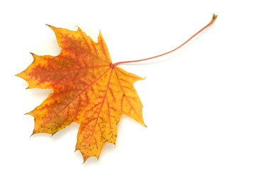 Wall Mural - autumn leaf isolated on white background