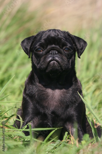 Bebe Carlin Noir Stock Photo Adobe Stock