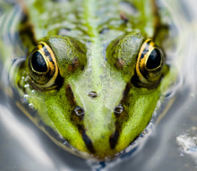 Looking Frog