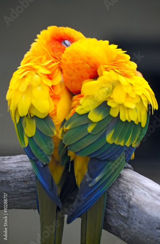 Obraz na płótnie canvas czteroczęściowy "tetraptyk" Kilka papug - słońce conure
